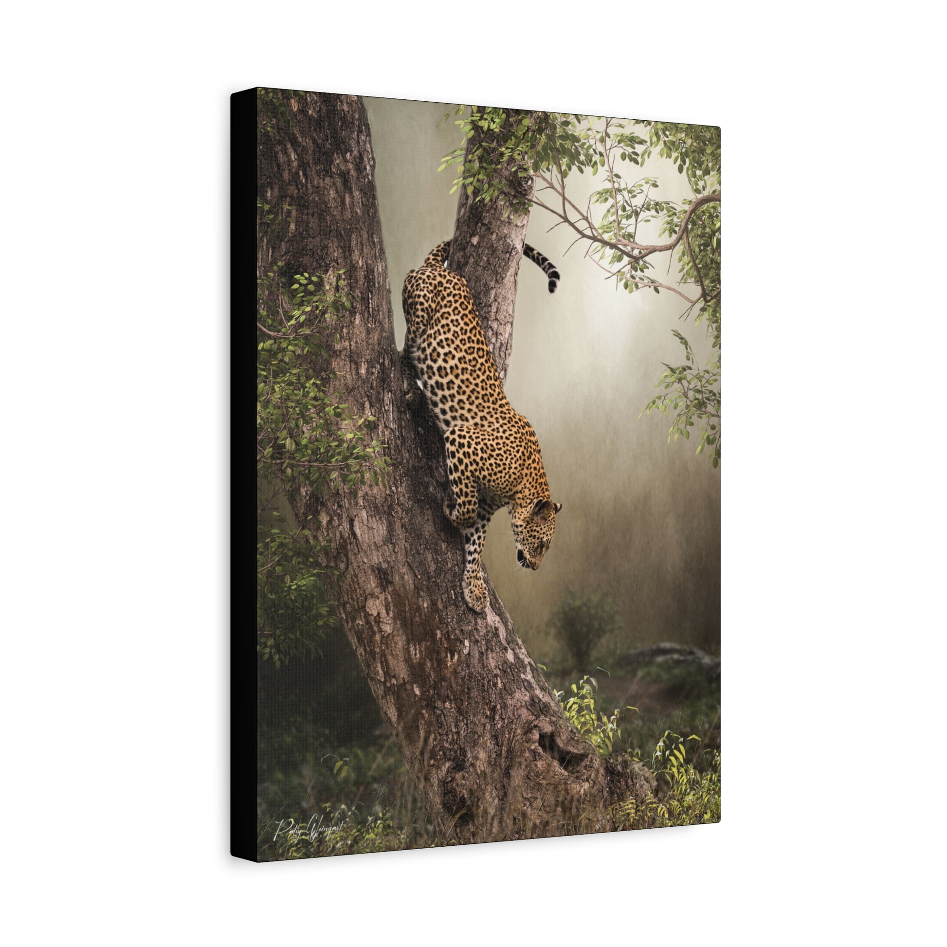 Leopard in Descent — By Photographer Patsy Weingart