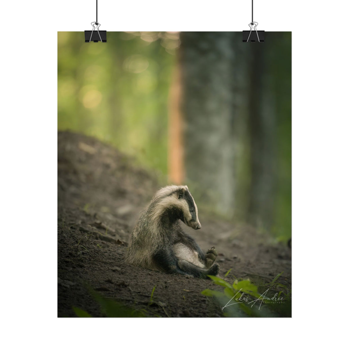 Exhausted Badger Cub Fine Art Print | By Photographer Lukas Andersen