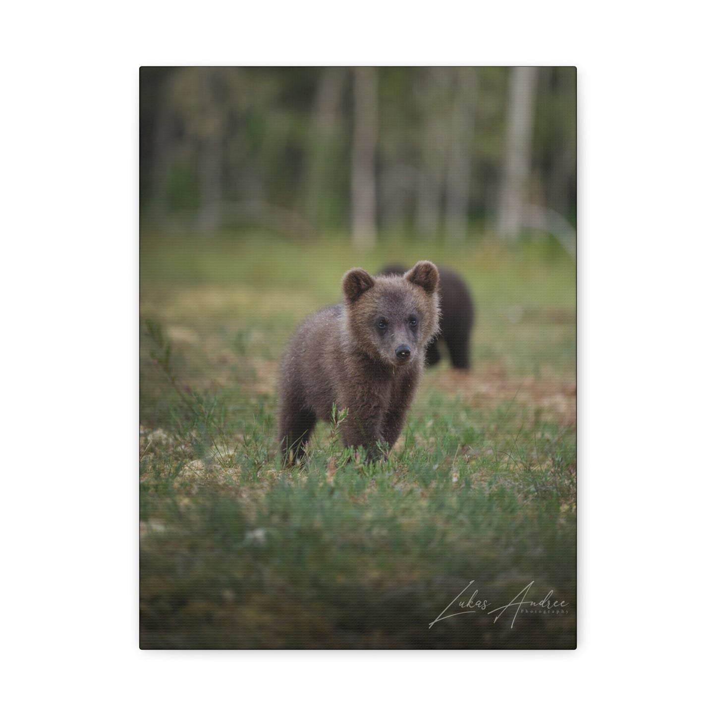 Curious Bear Cub in Forest Clearing – By Photographer Lukas Andersen