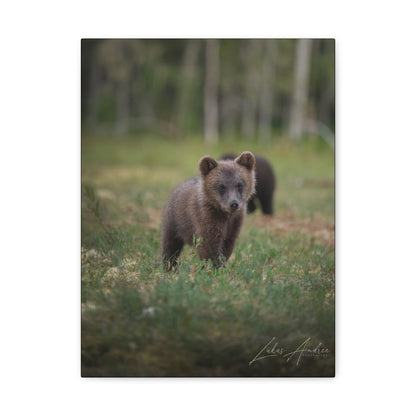 Curious Bear Cub in Forest Clearing – By Photographer Lukas Andersen