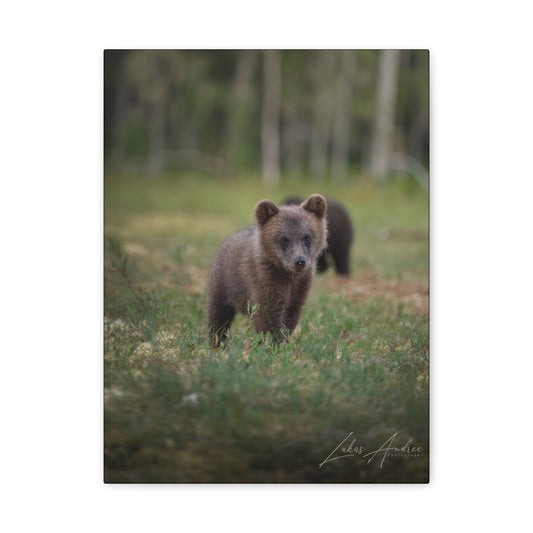 Curious Bear Cub in Forest Clearing – By Photographer Lukas Andersen