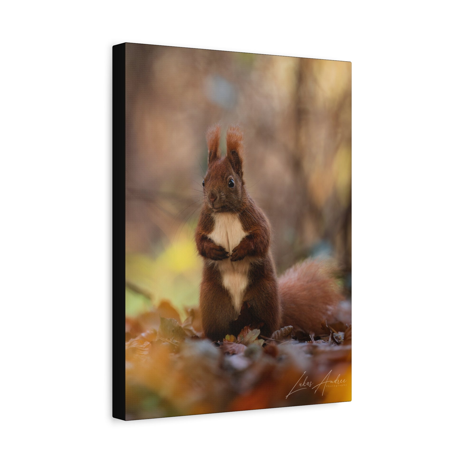 Red Squirrel Among Autumn Leaves – By Photographer Lukas Andersen