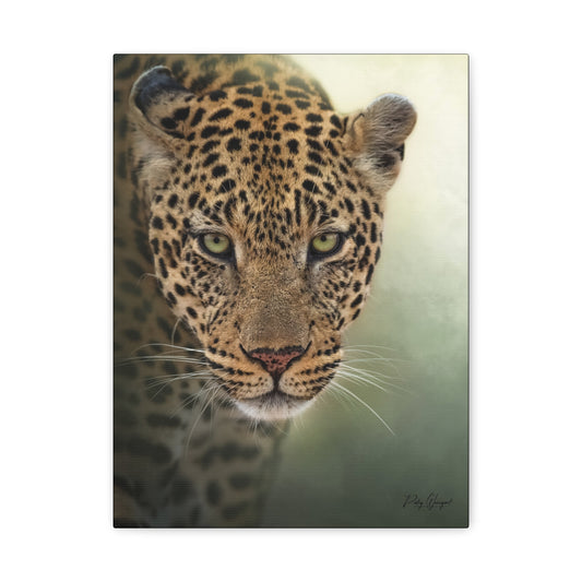 Leopard Gaze – African Wildlife Canvas Print (Matte 1.25") from Sabi Sands by Patsy Weingart