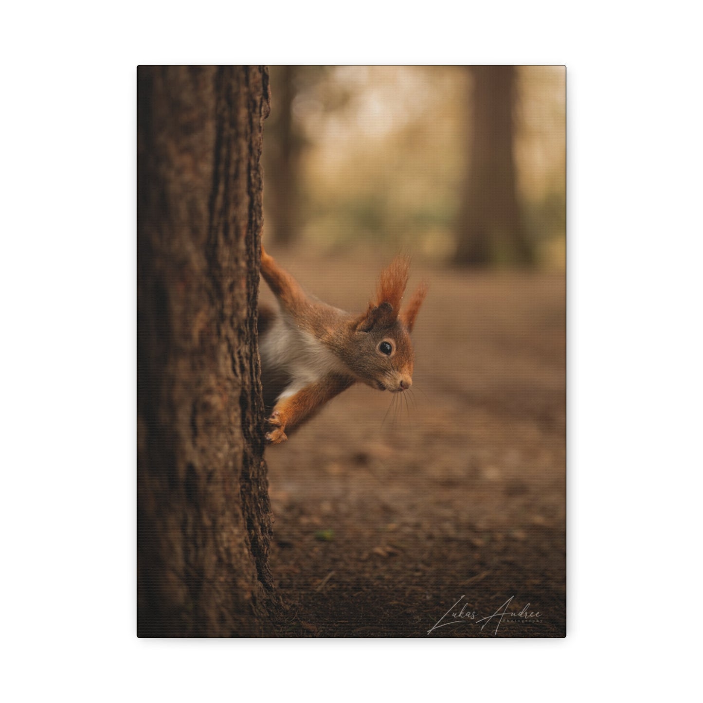 Red Squirrel Peeking from Tree Bark — By Photographer Lukas Andersen