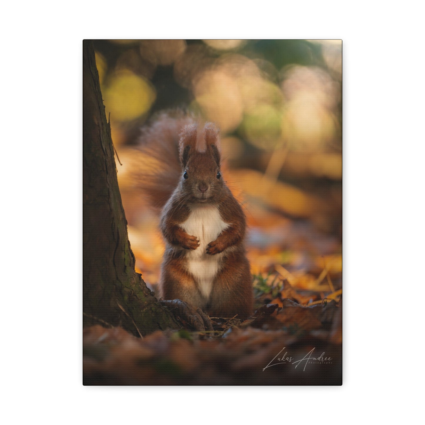 Red Squirrel on Forest Floor — By Photographer Lukas Andersen