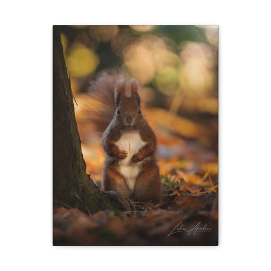 Red Squirrel on Forest Floor — By Photographer Lukas Andersen