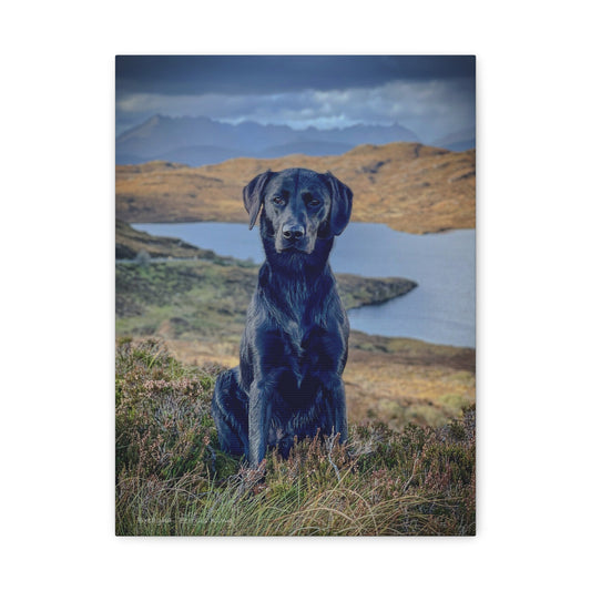 Breagha on the Heath canvas print – By photographer Fergus King