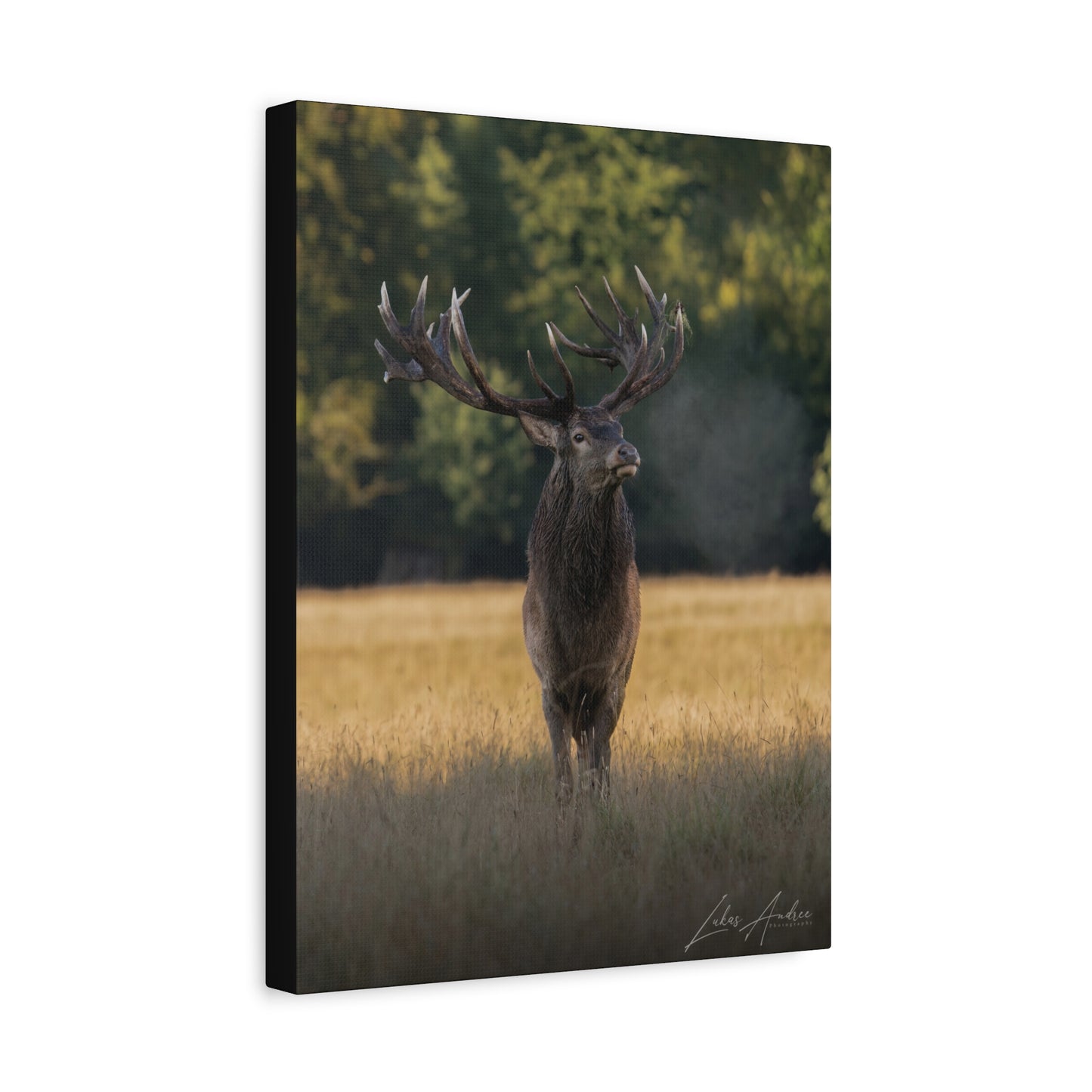 Red Stag in Golden Field — By Photographer Lukas Andersen
