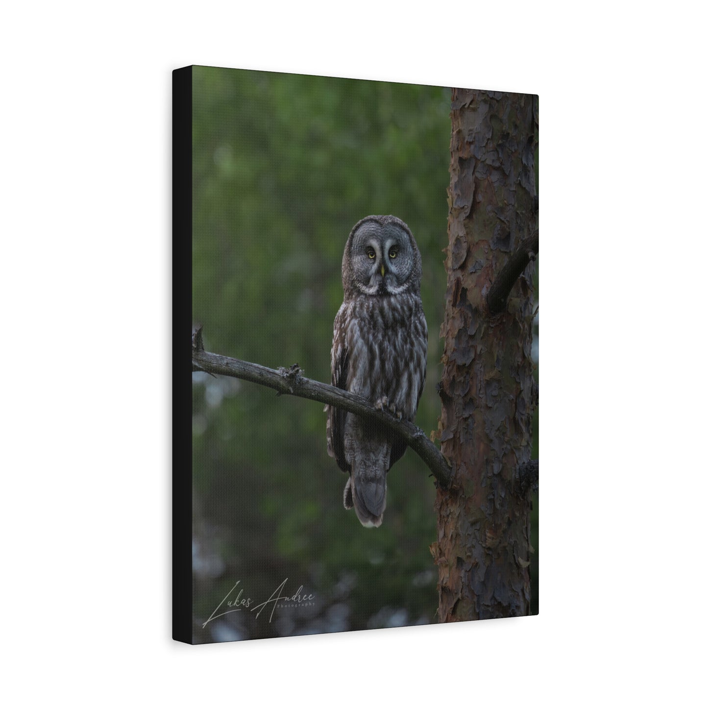 Great Gray Owl Portrait on Forest Branch – By Photographer Lukas Andersen