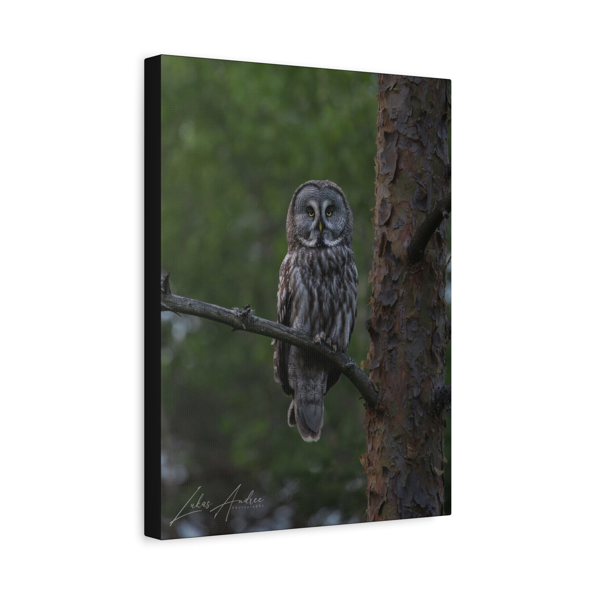 Great Gray Owl Portrait on Forest Branch – By Photographer Lukas Andersen