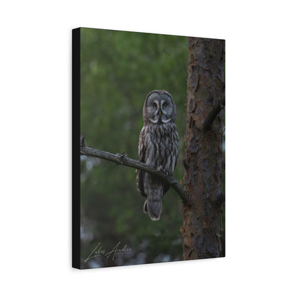 Great Gray Owl Portrait on Forest Branch – By Photographer Lukas Andersen
