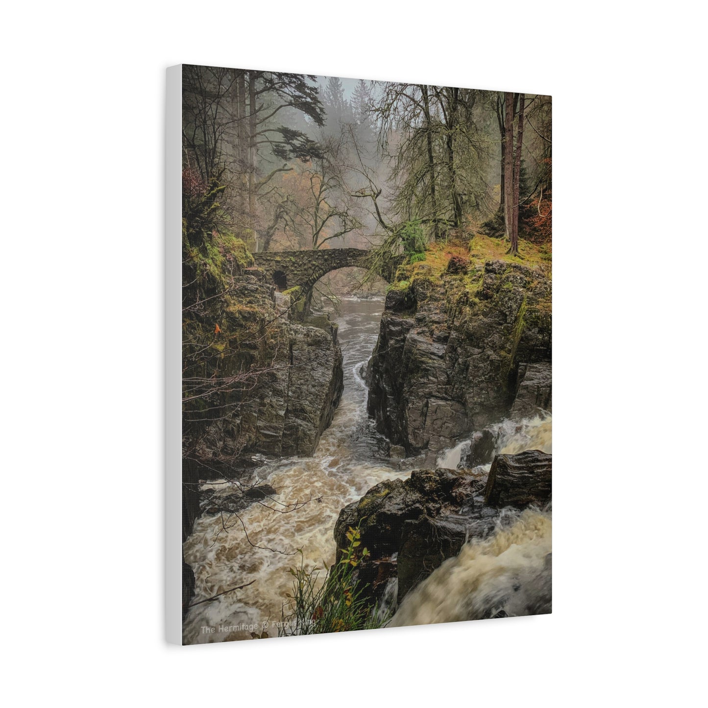 Hermitage Canvas Print – Scottish Woodland Wall Art by Photographer Fergus King