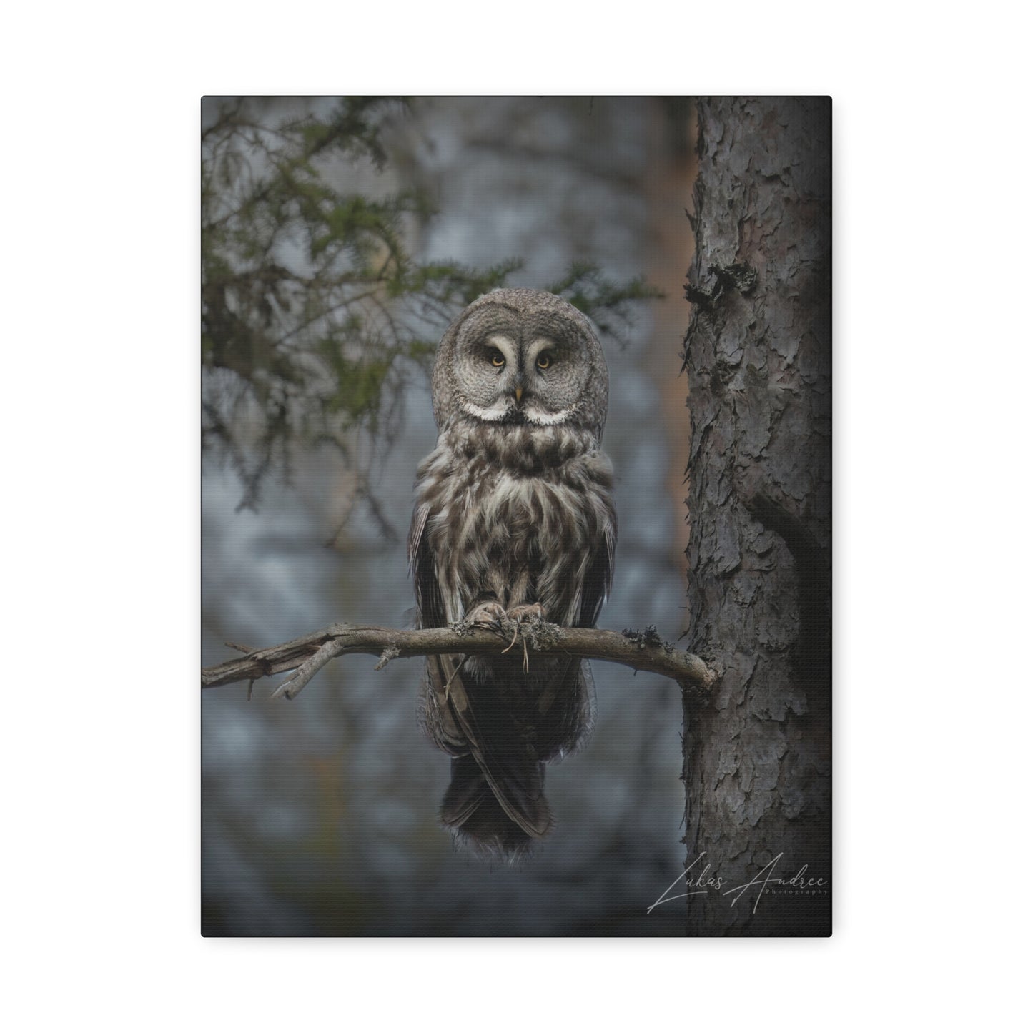 Great Gray Owl on Woodland Branch – By Photographer Lukas Andersen