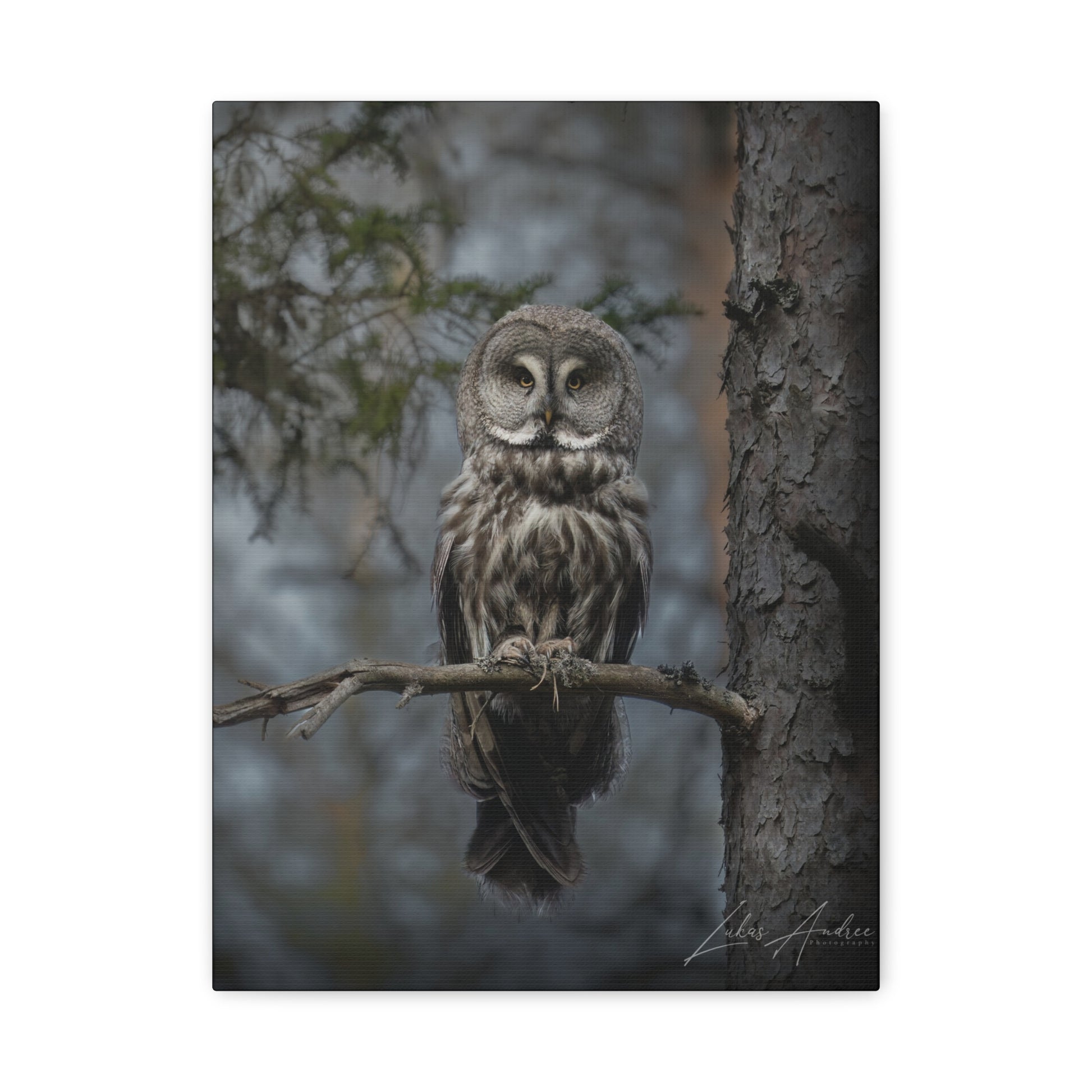 Great Gray Owl on Woodland Branch – By Photographer Lukas Andersen