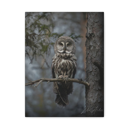 Great Gray Owl on Woodland Branch – By Photographer Lukas Andersen