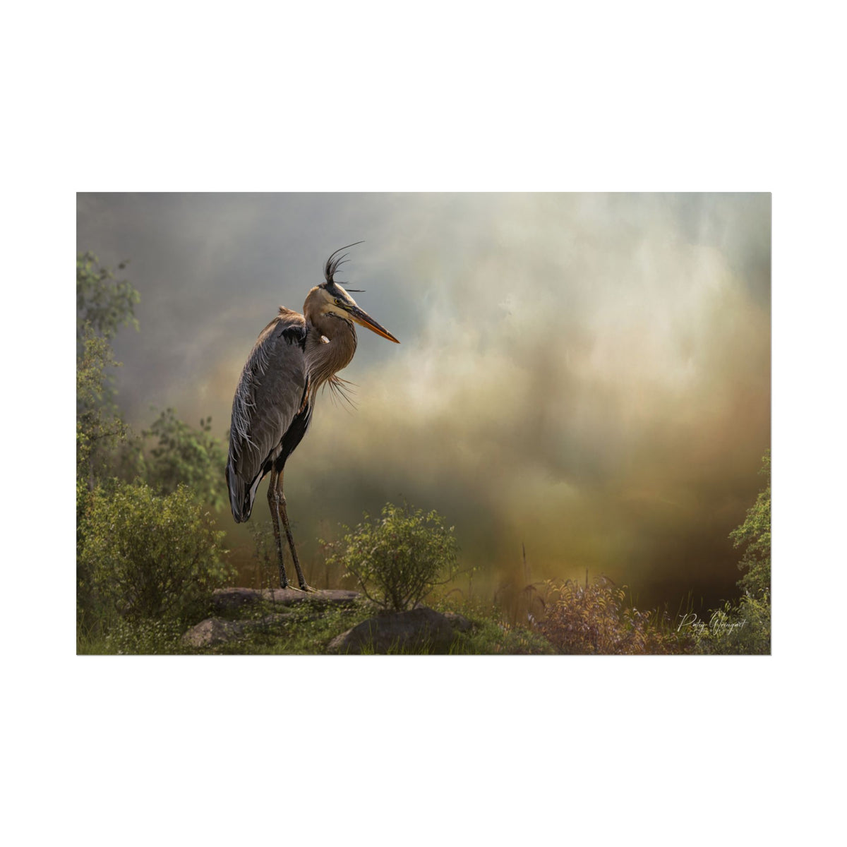 Heron at the Water's Edge Fine Art Print | By Photographer Patsy Weingart
