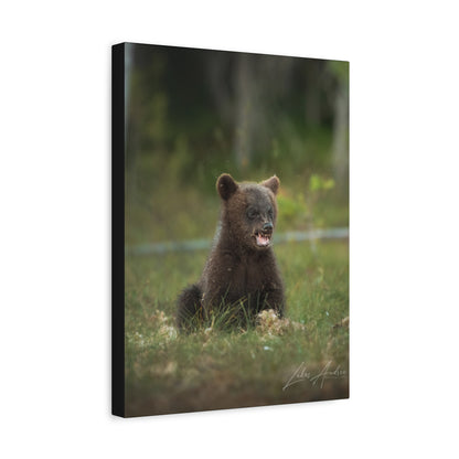 Expressive Bear Cub in Woodland Meadow – By Photographer Lukas Andersen