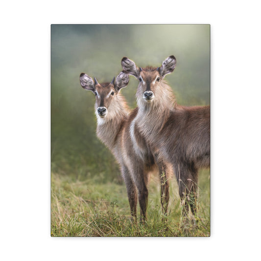 Brothers in the Grass – Young Waterbucks by Photographer Patsy Weingart