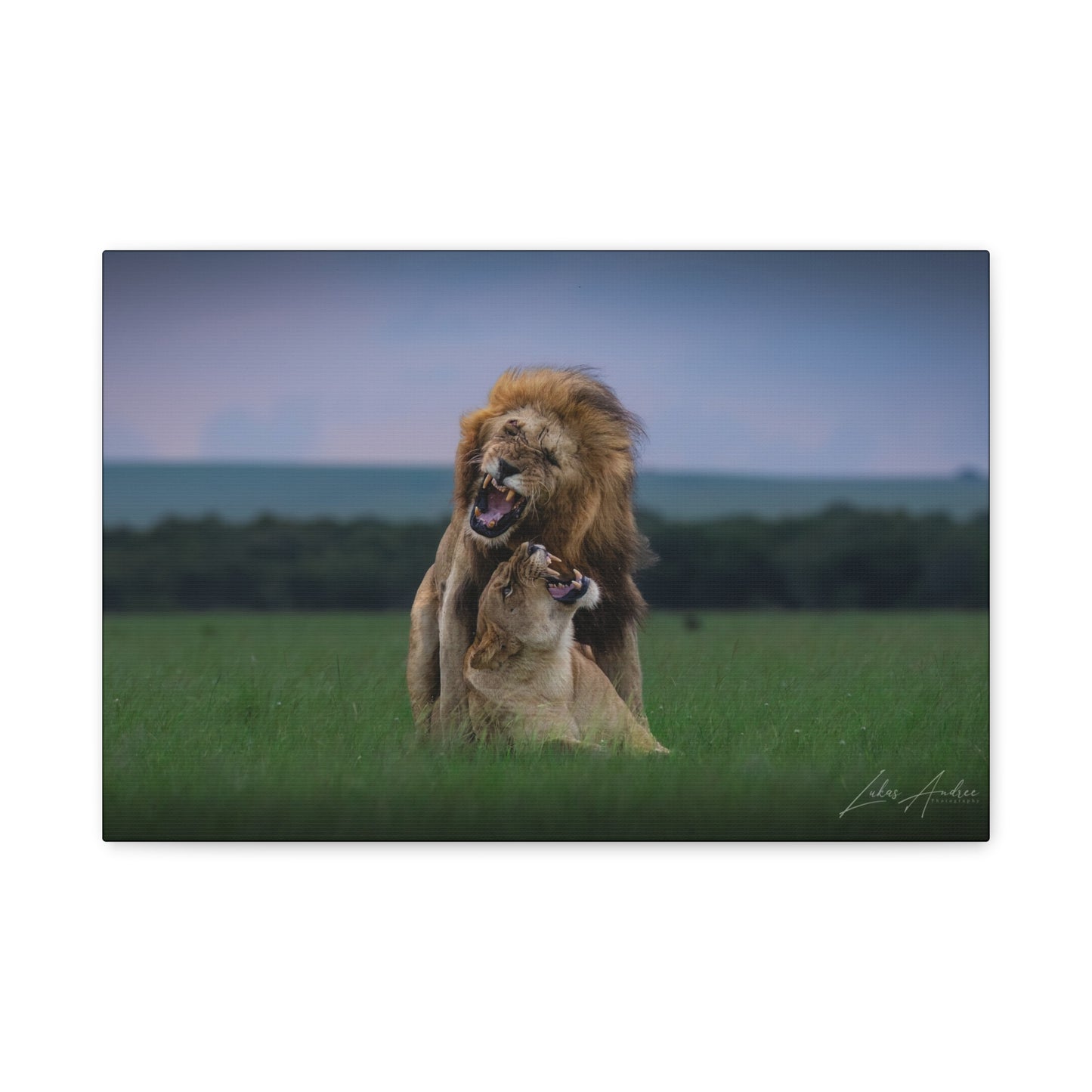 Lion Pair in Tense Exchange — By Photographer Lukas Andersen
