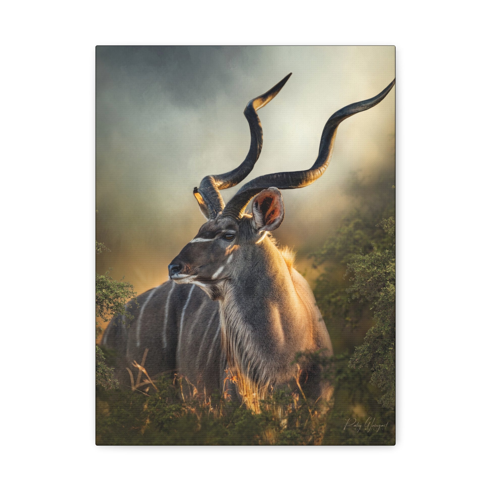 Majesty in Stillness, By Photographer Patsy Weingart