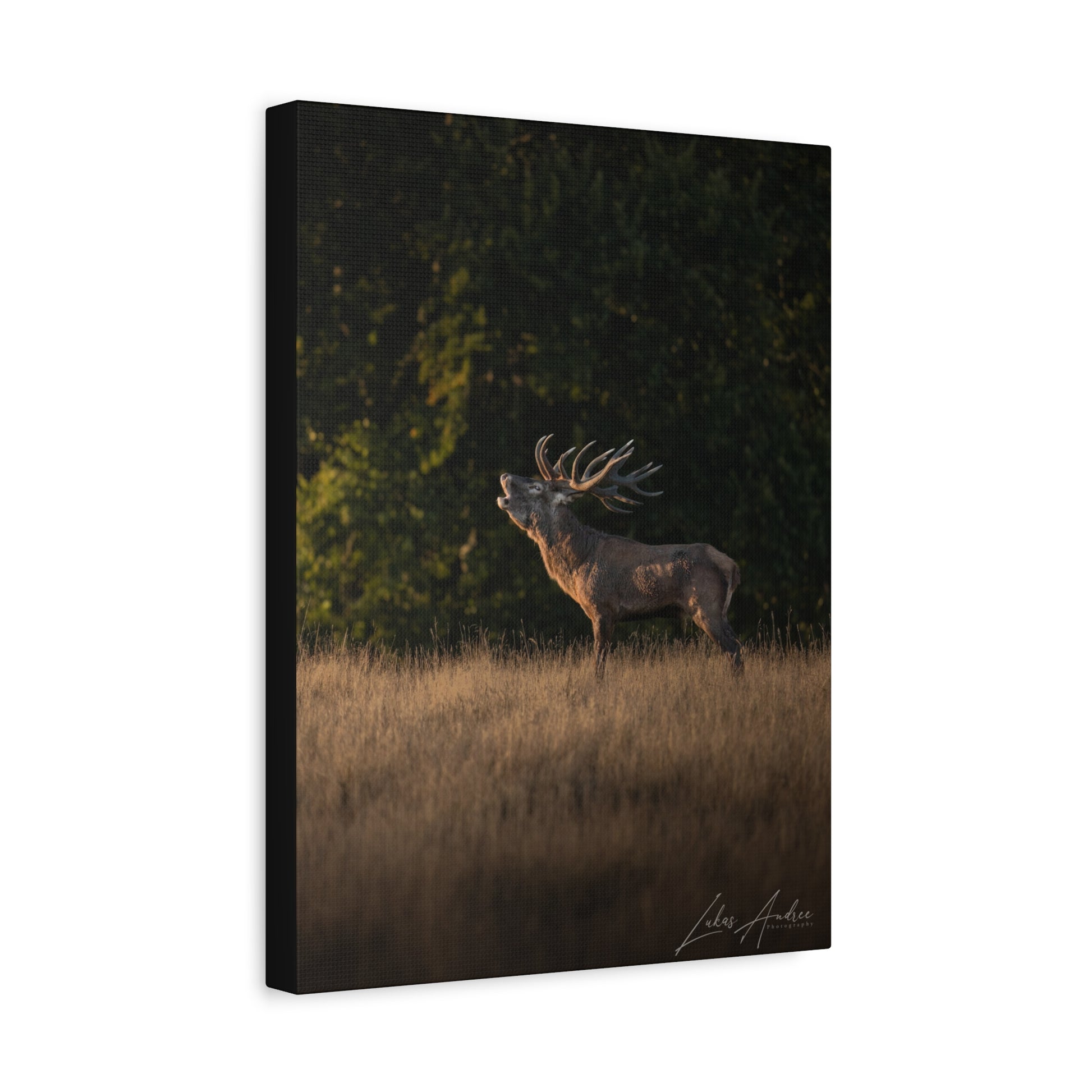 Roaring Stag in Golden Meadow – By Photographer Lukas Andersen