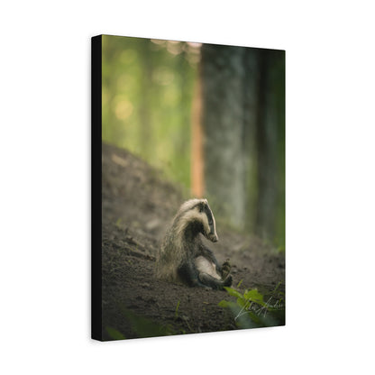 European Badger in Woodland Light – Forest Sentinel at Rest By Photographer Lukas Andersen