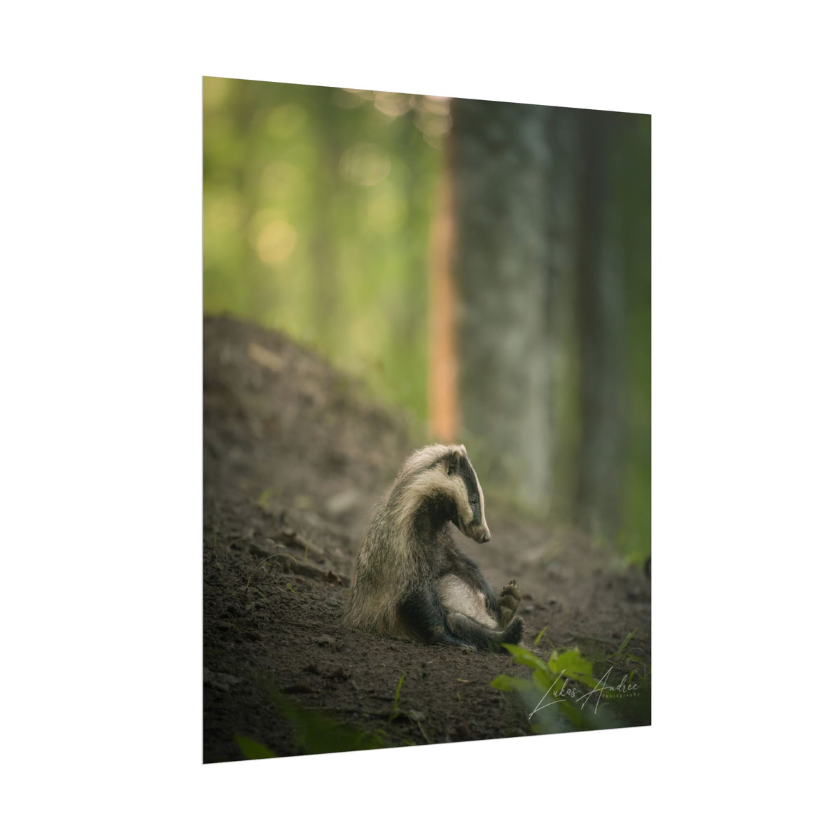 Exhausted Badger Cub Fine Art Print | By Photographer Lukas Andersen
