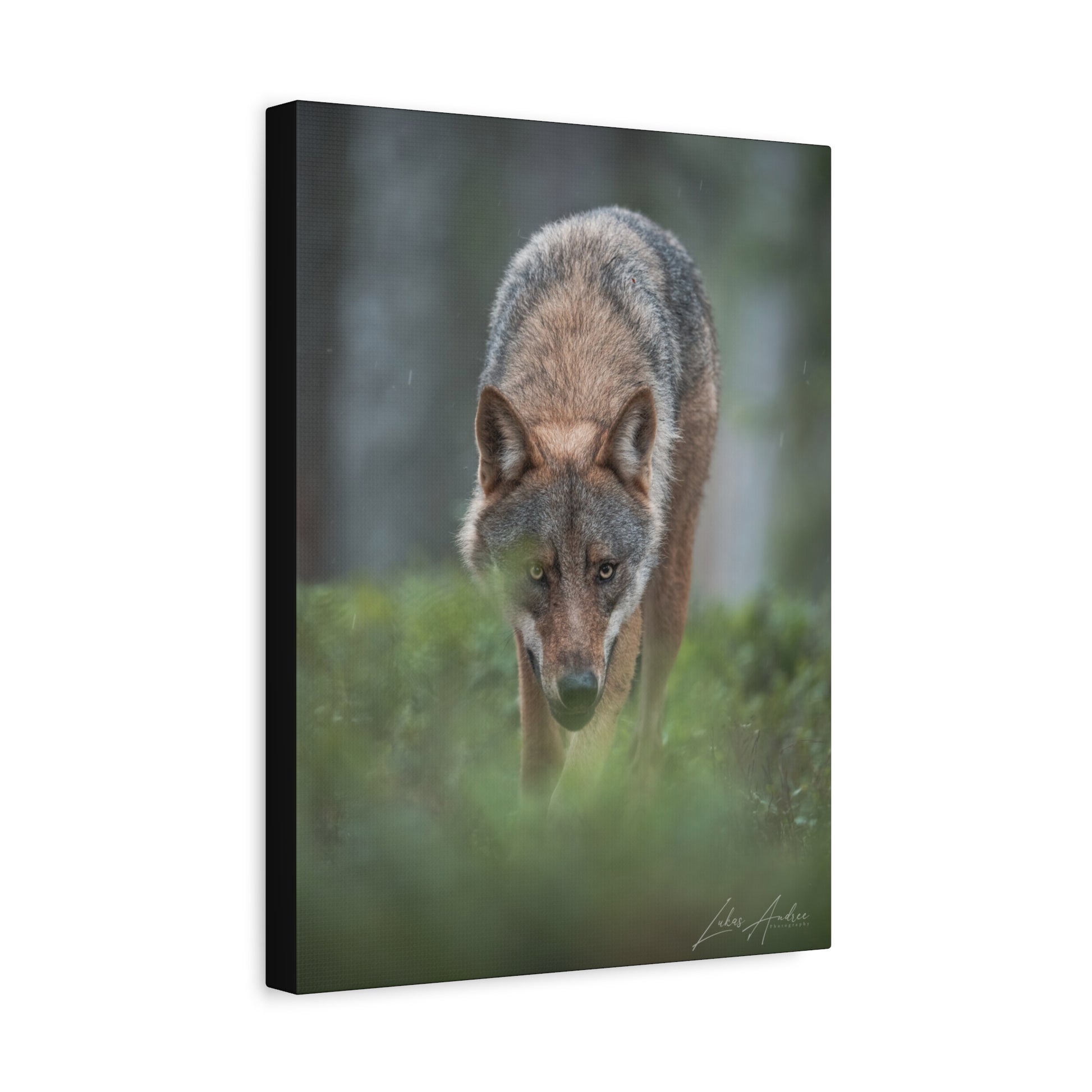 Woodland Gaze, Wild Wolf — By Photographer Lukas Andersen