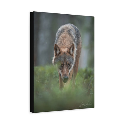 Woodland Gaze, Wild Wolf — By Photographer Lukas Andersen