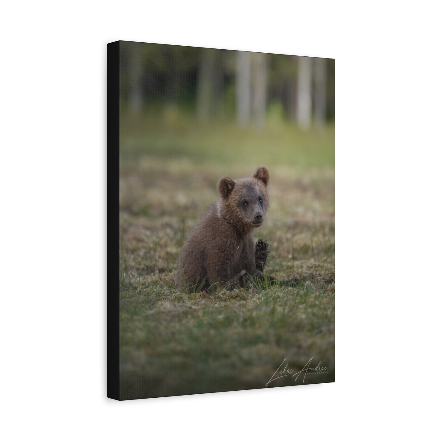 Bear Cub Scratching in Forest Meadow – By Photographer Lukas Andersen