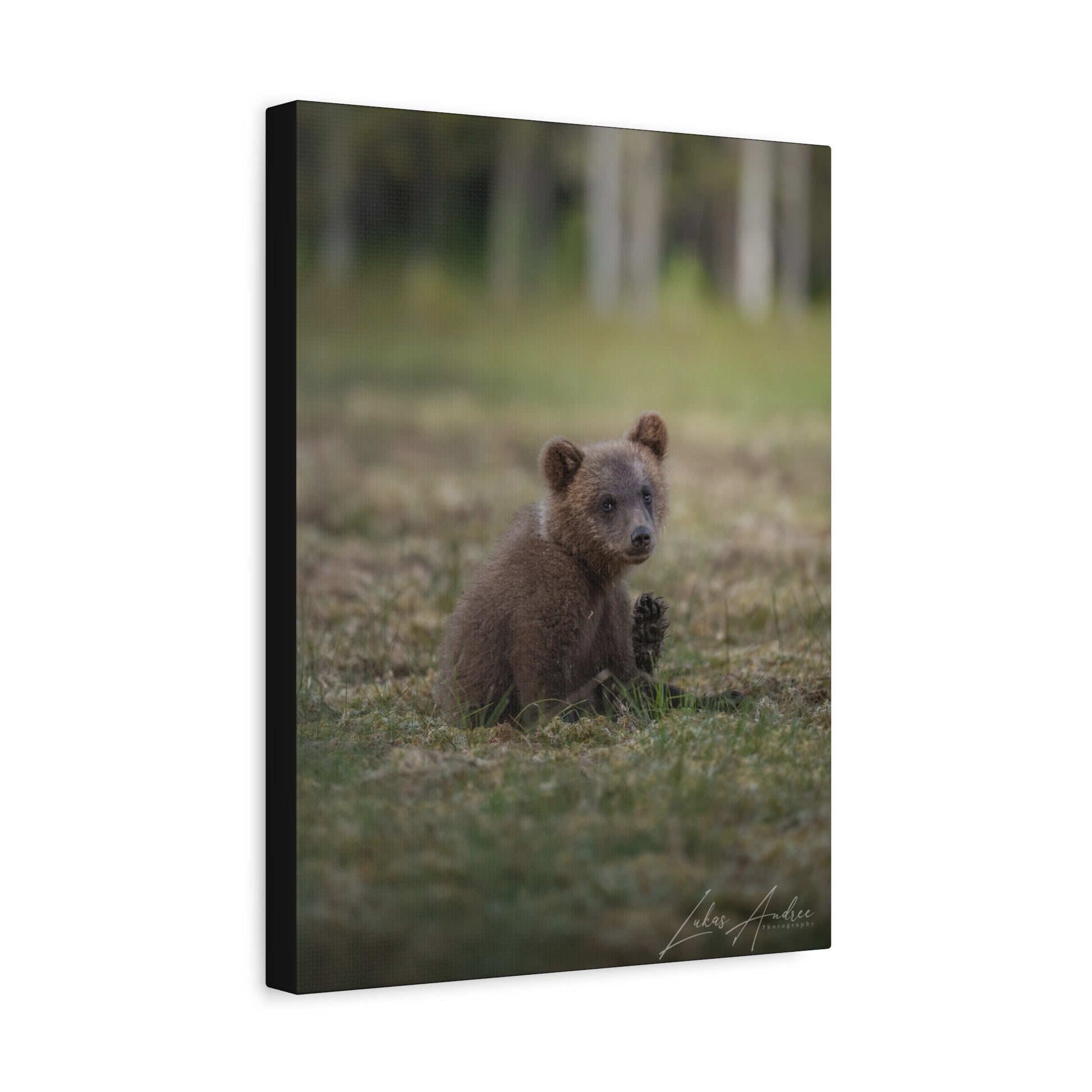 Bear Cub Scratching in Forest Meadow – By Photographer Lukas Andersen