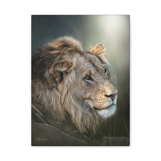 Regal Focus – Close‑Up Male Lion Portrait by Photographer Patsy Weingart