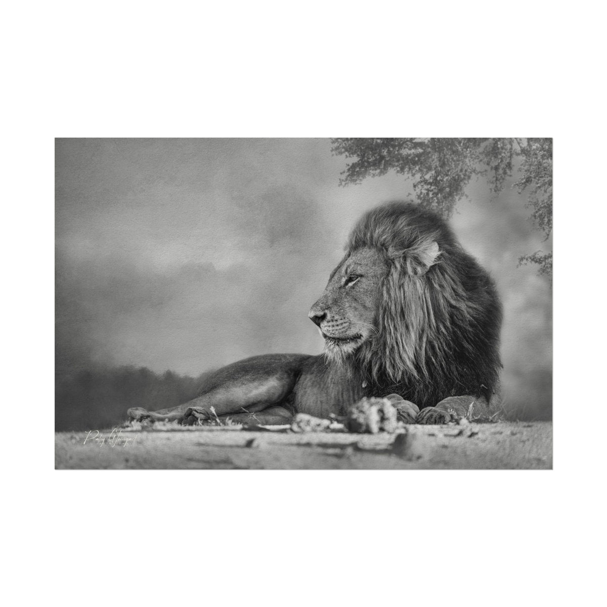 Lion Beneath the Acacia Fine Art Print | By Photographer Patsy Weingart