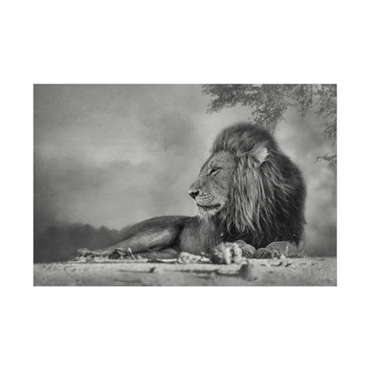 Lion Beneath the Acacia Fine Art Print | By Photographer Patsy Weingart