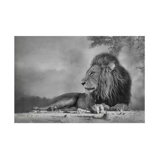 Lion Beneath the Acacia Fine Art Print | By Photographer Patsy Weingart