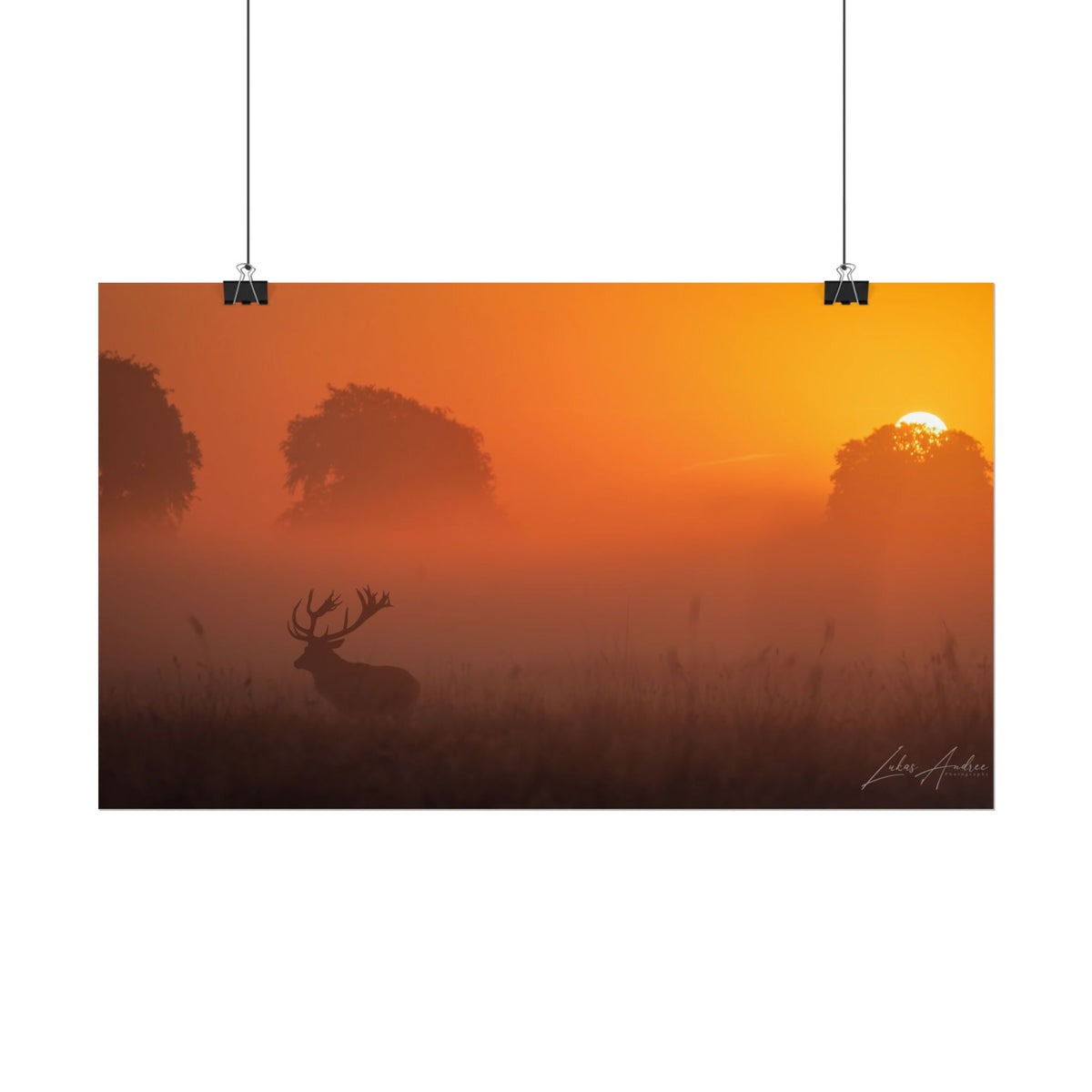 Sunset Stag Fine Art Print | By Photographer Lukas Andersen