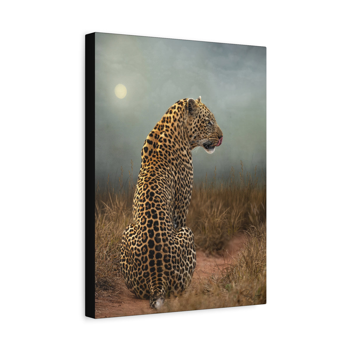 Leopard at Sunset — By Photographer Patsy Weingart