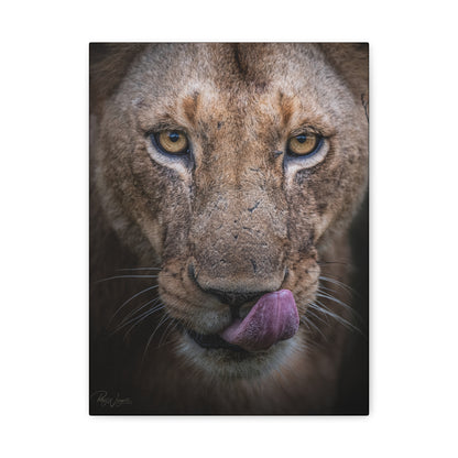 Male Lion Close‑Up Licking — By Photographer Patsy Weingart