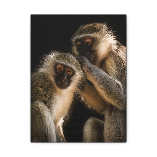 Monkey Companions – Intimate Wildlife Portrait Canvas by Photographer Patsy Weingart