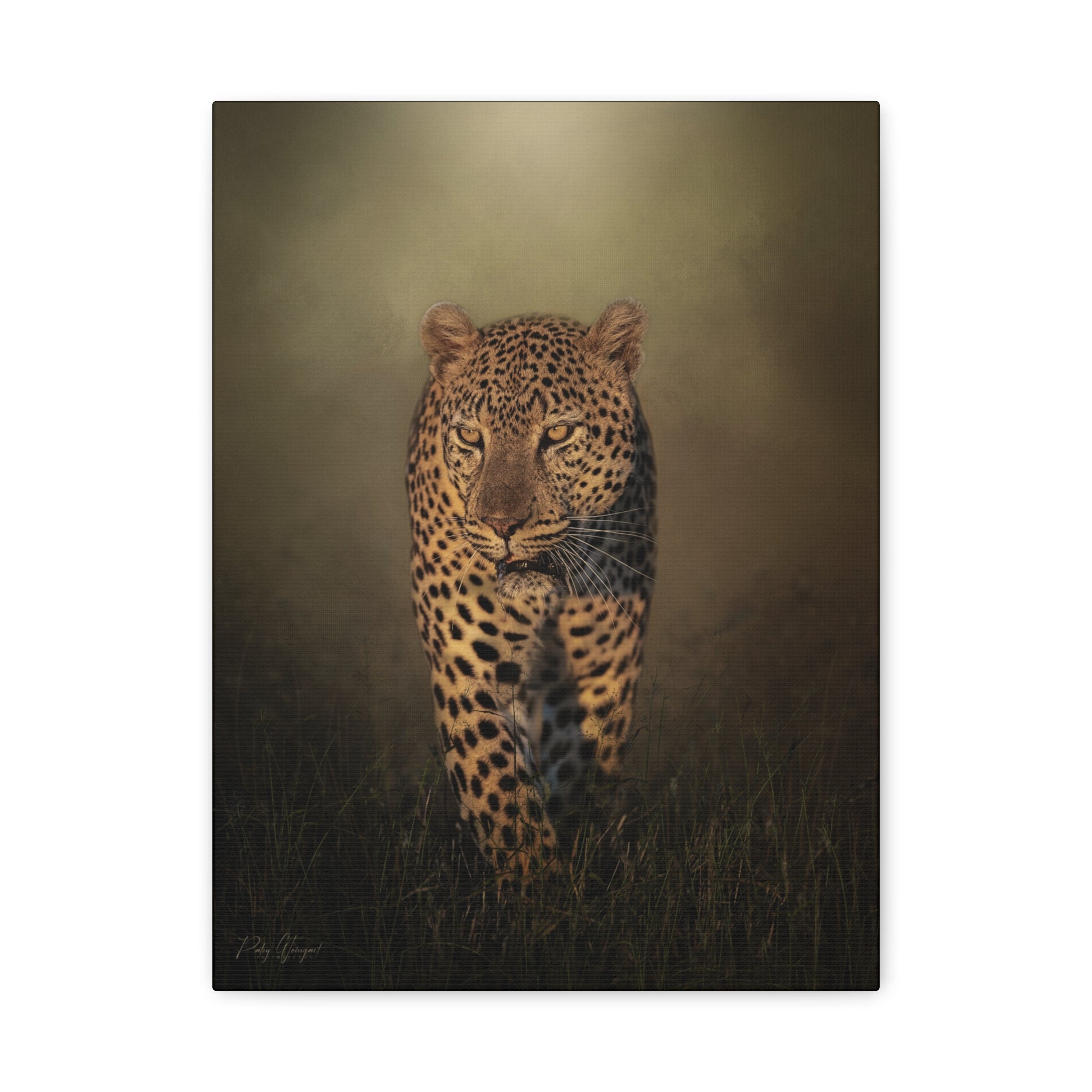 Menacing Leopard on the Path – By Photographer Patsy Weingart – Canvas ...