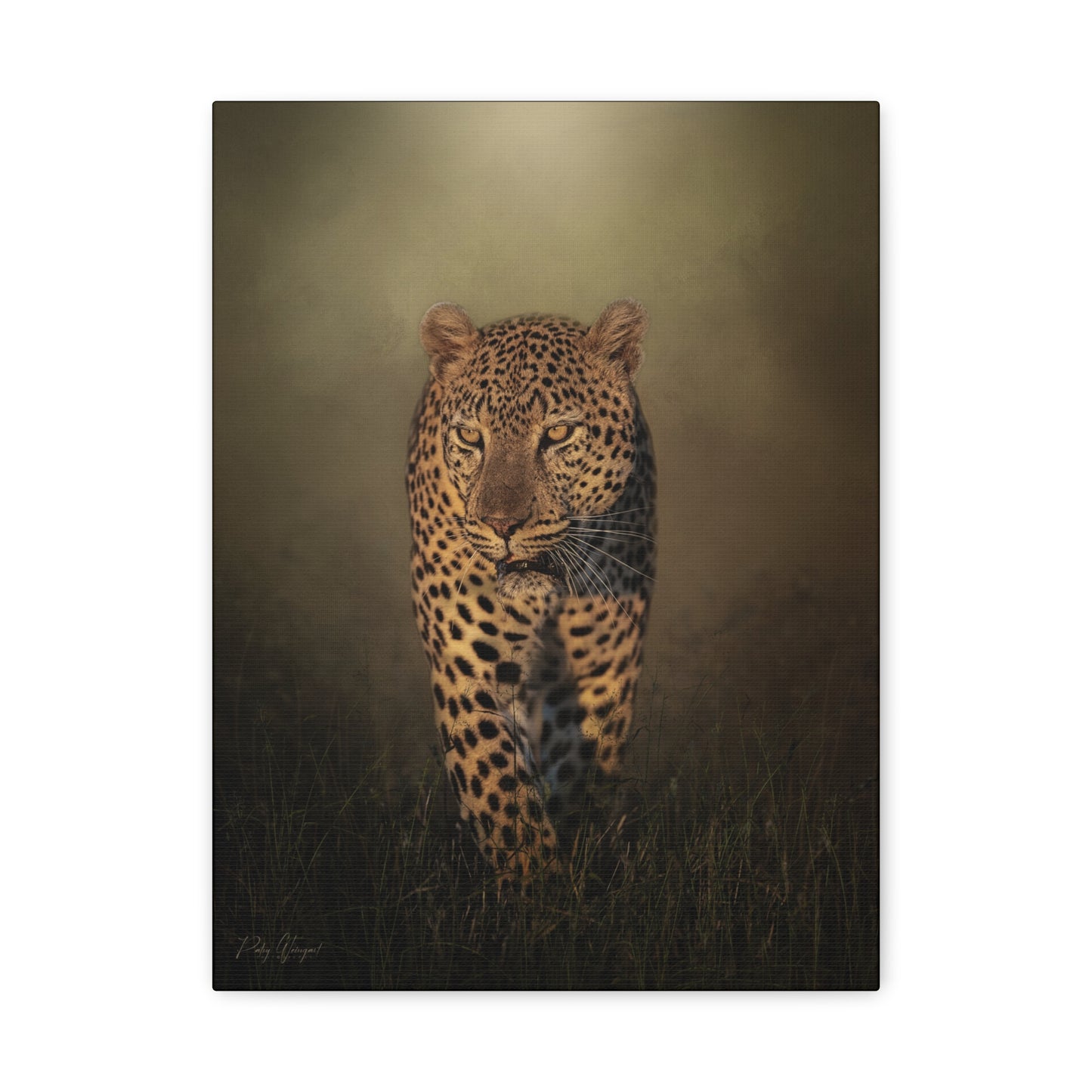 Menacing Leopard on the Path – By Photographer Patsy Weingart