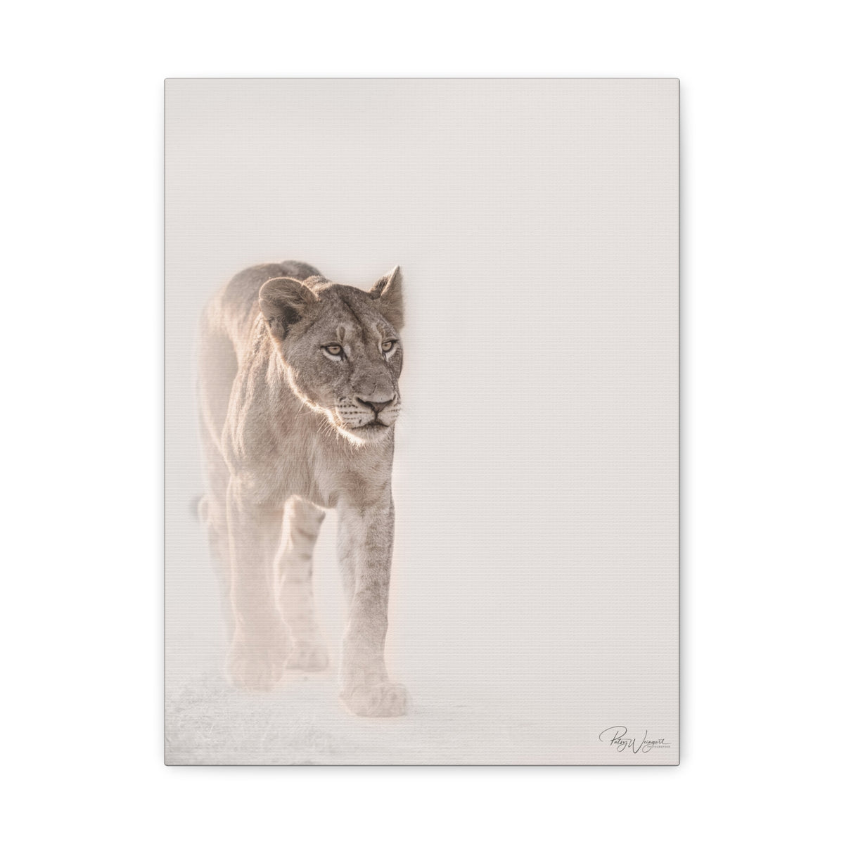 Lioness in Motion — By Photographer Patsy Weingart