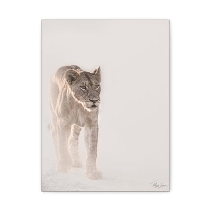 Lioness in Motion — By Photographer Patsy Weingart