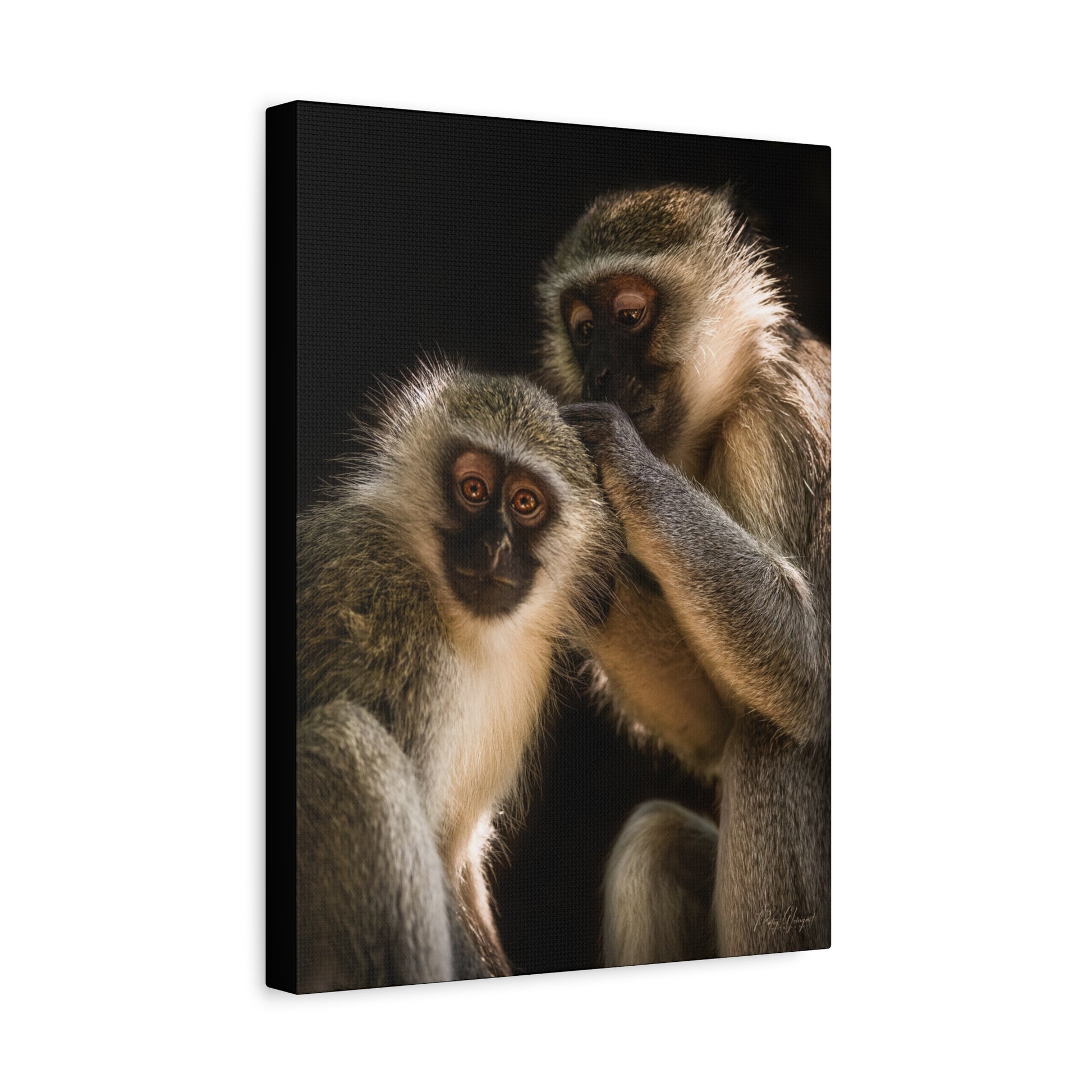 Monkey Companions – Intimate Wildlife Portrait Canvas by Photographer Patsy Weingart