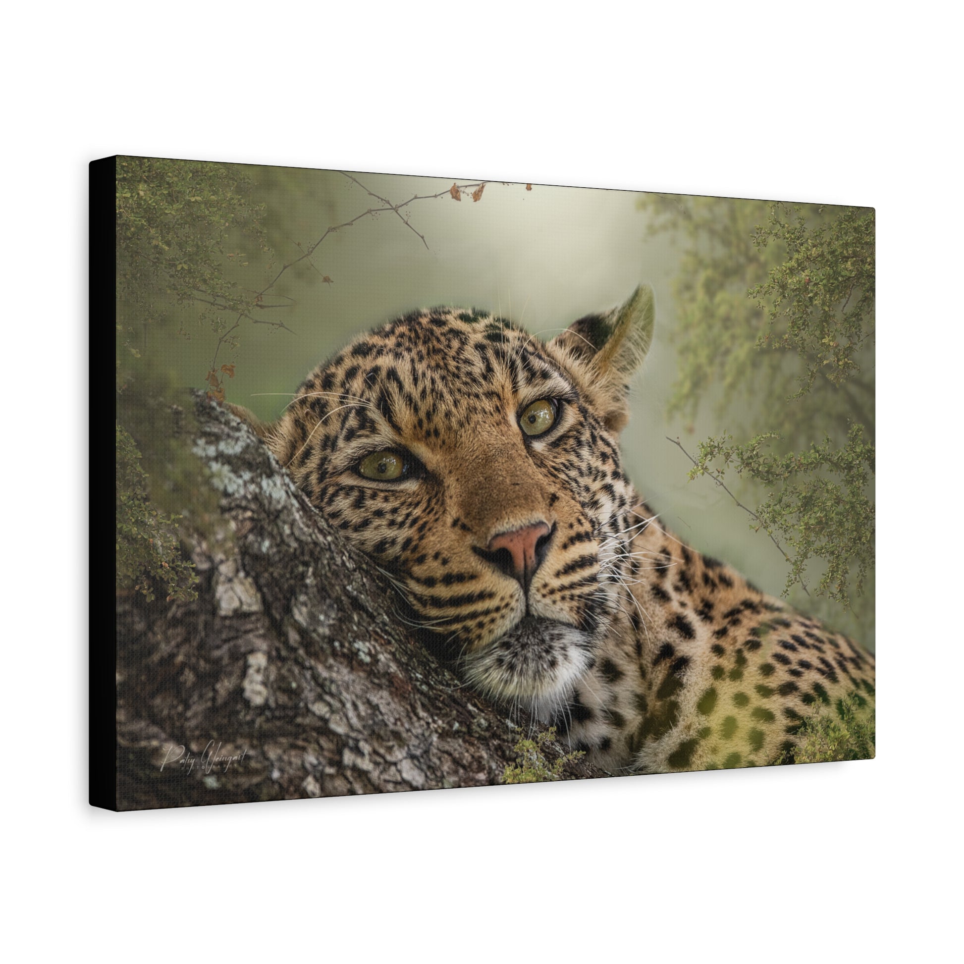 Eye‑to‑Eye with Elegance: Leopard in Tree — By Photographer Patsy Weingart