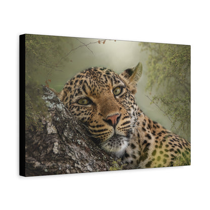 Eye‑to‑Eye with Elegance: Leopard in Tree — By Photographer Patsy Weingart