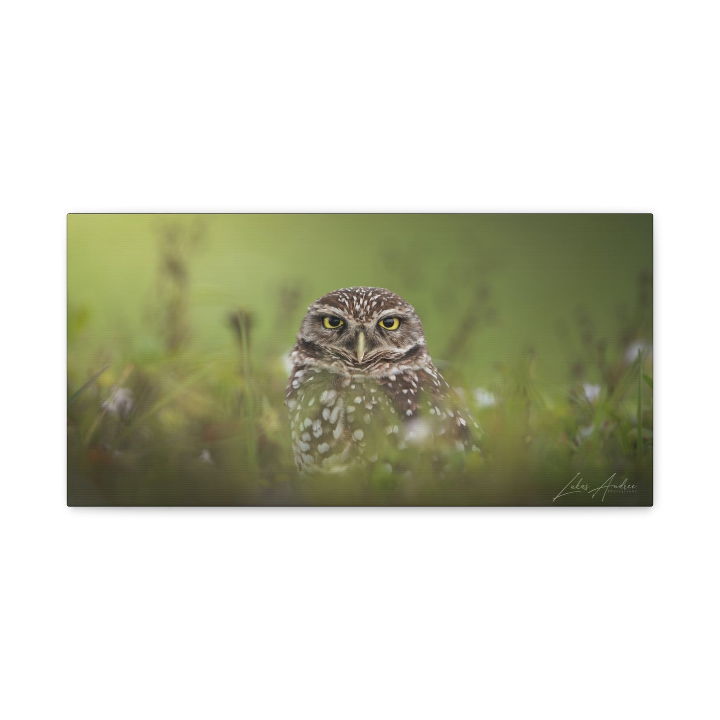 Curious Burrowing Owl – By Photographer Lukas Andersen