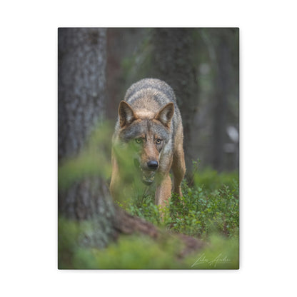 Wolf Watching Through Forest Cover — By Photographer Lukas Andersen