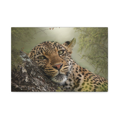 Eye‑to‑Eye with Elegance: Leopard in Tree — By Photographer Patsy Weingart