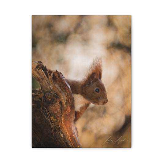 Red Squirrel on Woodland Bark — By Photographer Lukas Andersen